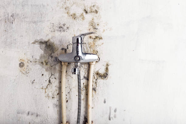 Best Best Mold Removal Companies  in Pensacola Station, FL
