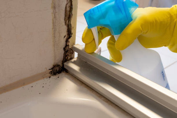 Best Affordable Mold Removal  in Pensacola Station, FL