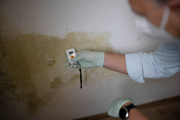 Best Professional Mold Removal  in Pensacola Station, FL