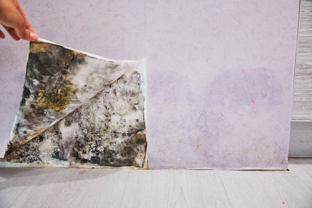 Best Toxic Mold Removal  in Pensacola Station, FL